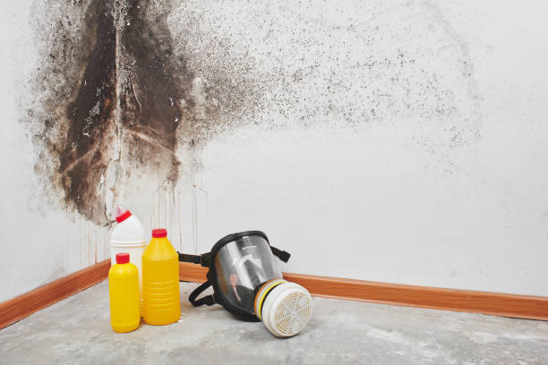 Best Crawl Space Mold Removal  in Bellwood, IL