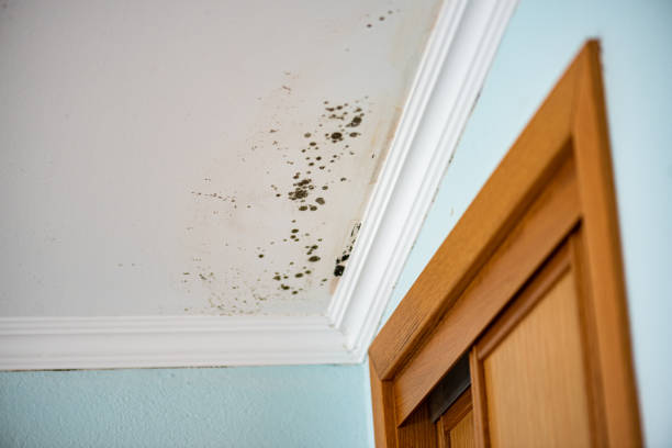 Best Toxic Mold Removal  in Bellwood, IL