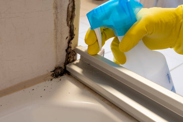 Best Office Mold Removal Services  in Bellwood, IL
