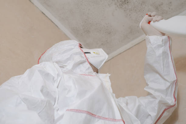 Best Black Mold Removal  in Bellwood, IL