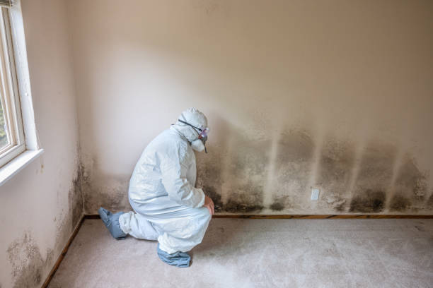 Best Mold Testing  in Bellwood, IL