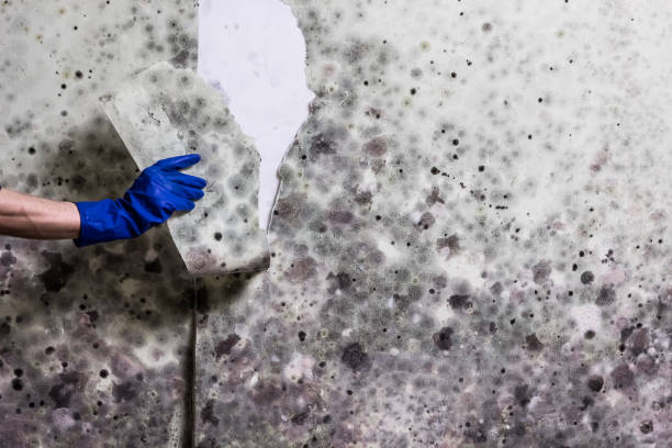 Best Attic Mold Removal  in Bellwood, IL