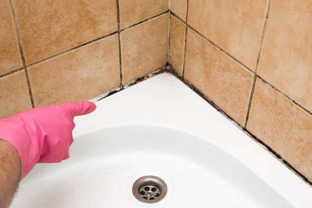 Best Attic Mold Removal  in Bellwood, IL